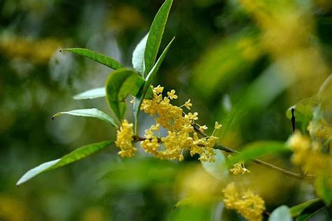 桂花可以種室內嗎|桂花可以種室內嗎？